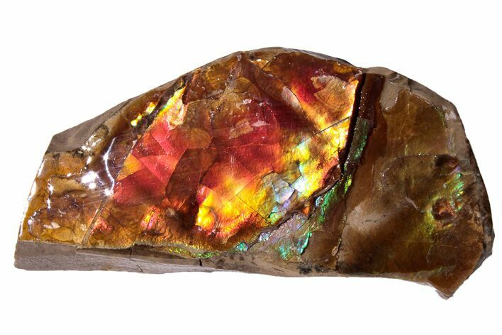 Iridescent Ammolite (Fossil Ammonite Shell) - Alberta, Canada #222726